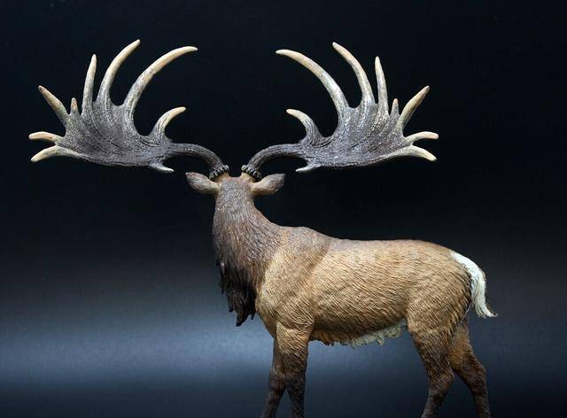 史前大角鹿拥有4米宽的巨角除了求偶之外毫无意义