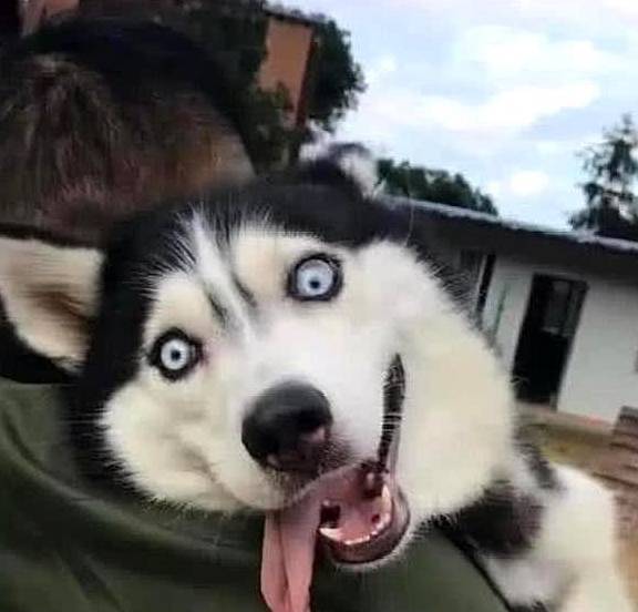 消毒水哈士奇做完绝育手术,被主人扛回家,二哈:等我康复,必报此仇