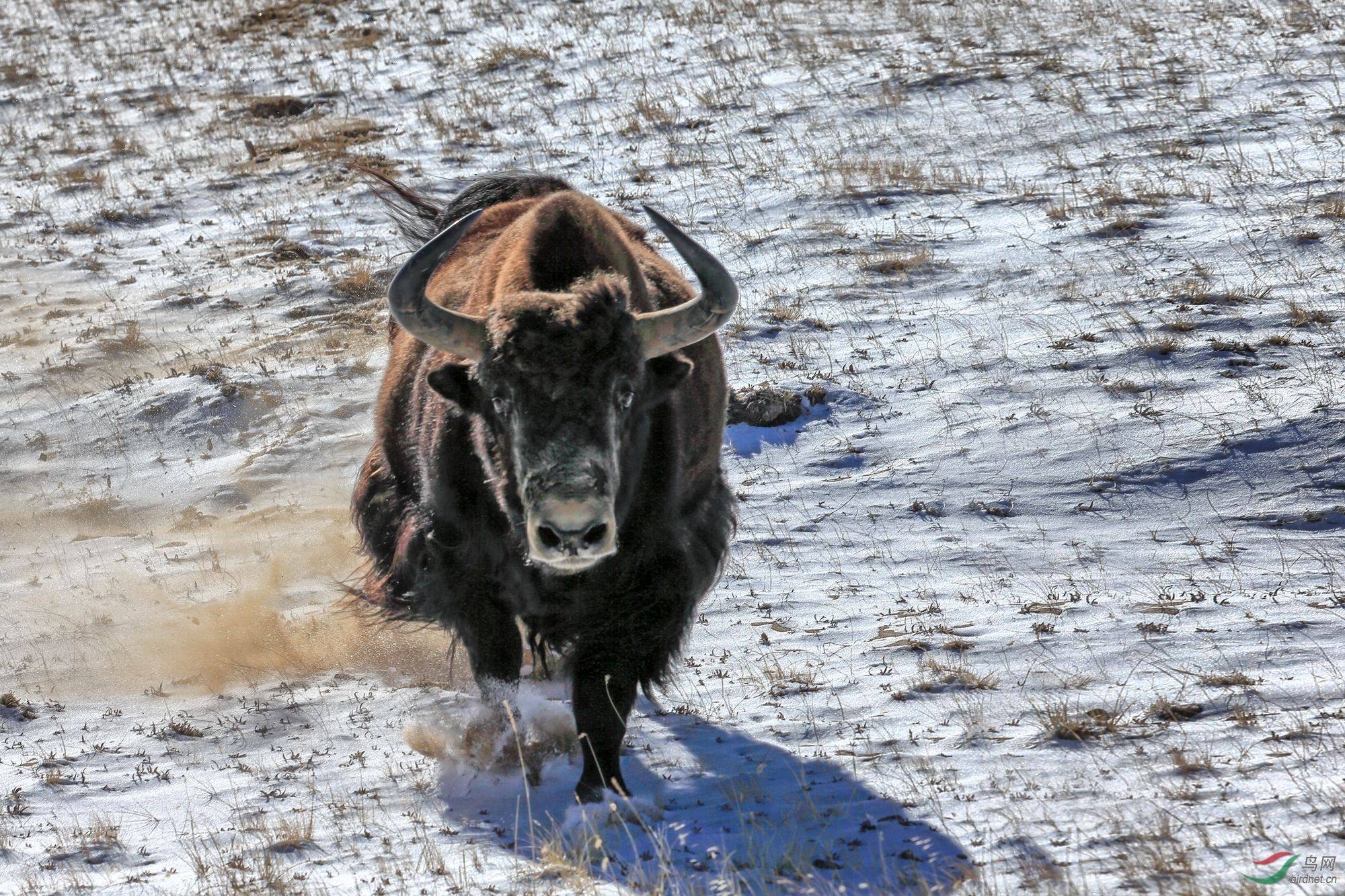 猫咪二哈作死挑衅牦牛,结果牦牛一头撞开了栅栏,接下来憋住别笑