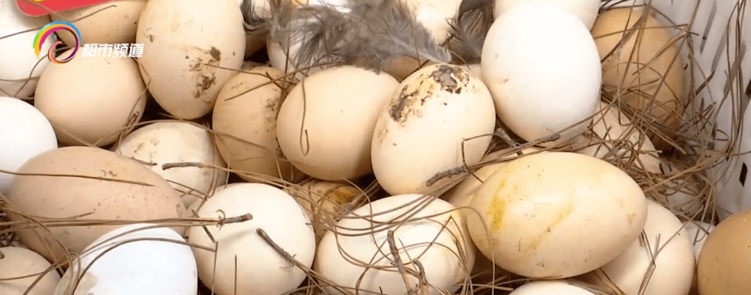 颜色|“土鸡蛋”真的比“洋鸡蛋”好吗？答案是......