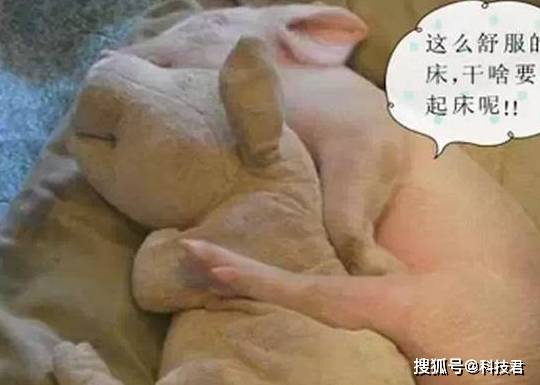 爱睡觉是什么造成的 ca1a4dba691e4e5fa9b40654d44097d2.jpeg