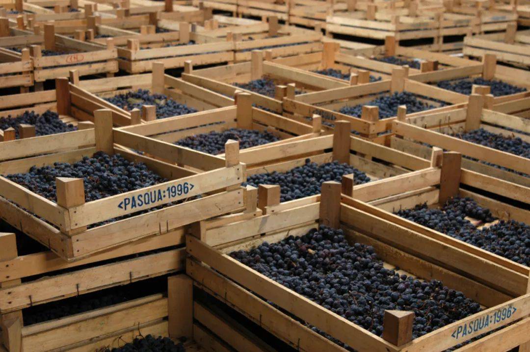 Wine|Falling Dreams｜一场葡萄酒与艺术的感官体验