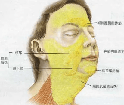 绷带塑造小v脸：线雕后需要绷带定型吗？埋线提升先大脸后小脸！