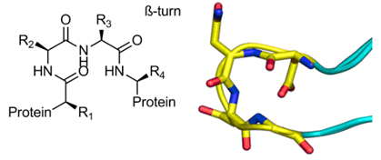 protein mimetics library 中化合物举例: α-螺旋 (上),β-转角 (下