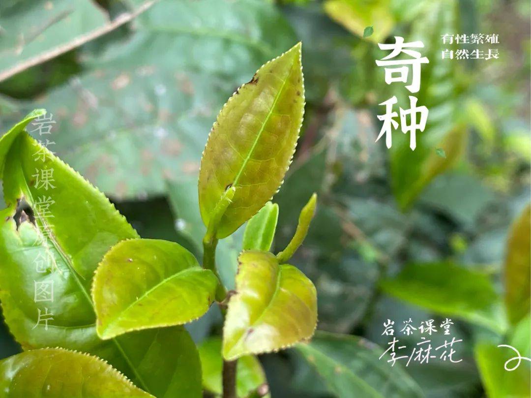 黄观音梅占奇兰只是岩茶的杂交系没有品饮价值