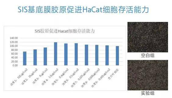 补充为什么SIS基底膜胶原可以促进胶原分泌？这就来为你揭晓！