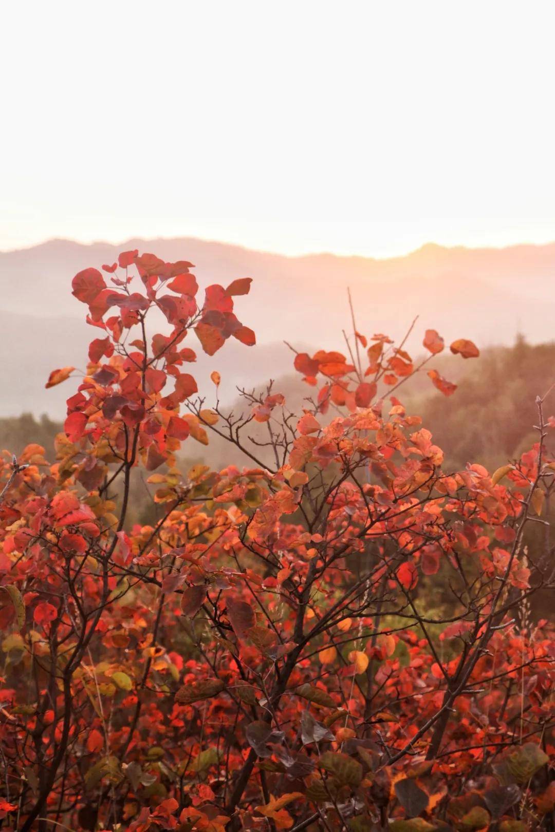 绝了！雨天红叶+云海，晴天红叶+日出，里仁最佳红叶观赏期来了！