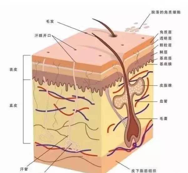 汗孔关于皮肤的基础知识