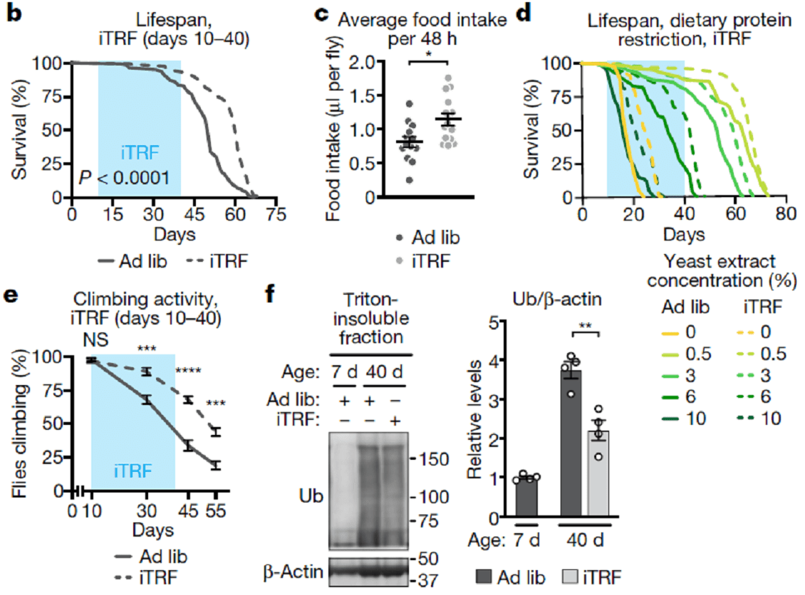寿命|Nature重磅：间歇性禁食能够延长寿命18%！但前提是不要吃宵夜