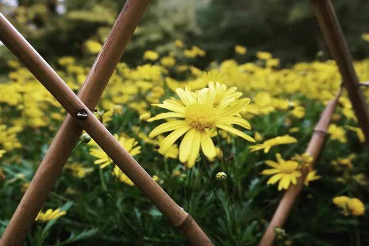 秋花不比春花早 开到秋花也是春 桂花