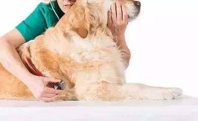 行为咨询和行为诊断 犬猫行为问题学连载53 疾病 全网搜