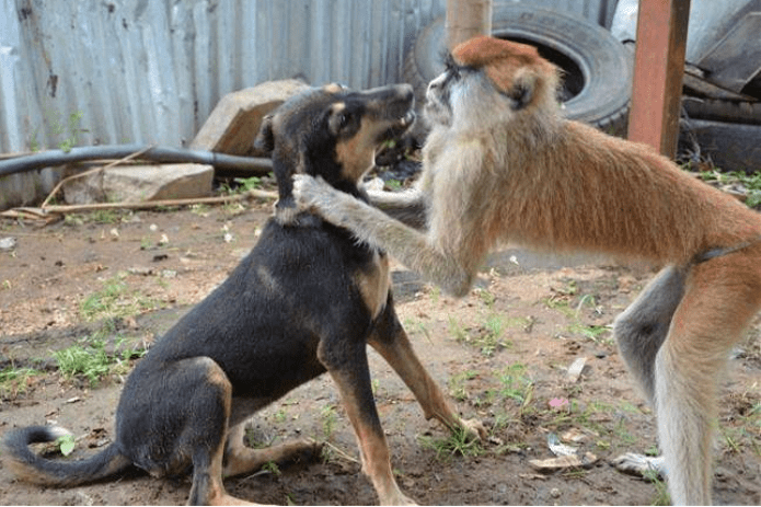 猴子和狗打架,净使些下三滥的招数,场面实在让人哭笑不得!