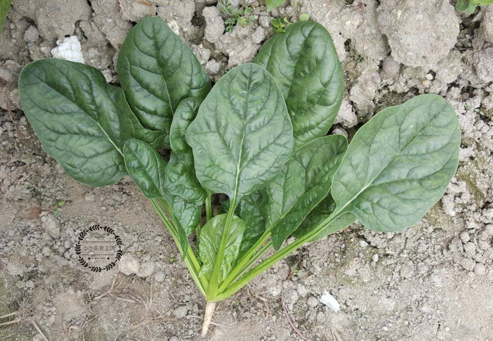 买菠菜,到底买圆叶还是尖叶呢?菜农:差别很大,买错难吃浪费钱