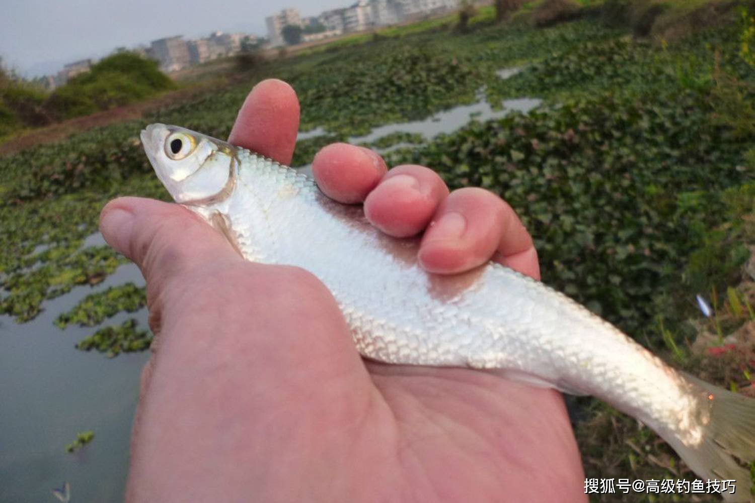 哪種魚最好釣新手學釣魚拿什麼魚練手最好釣的四種淡水魚