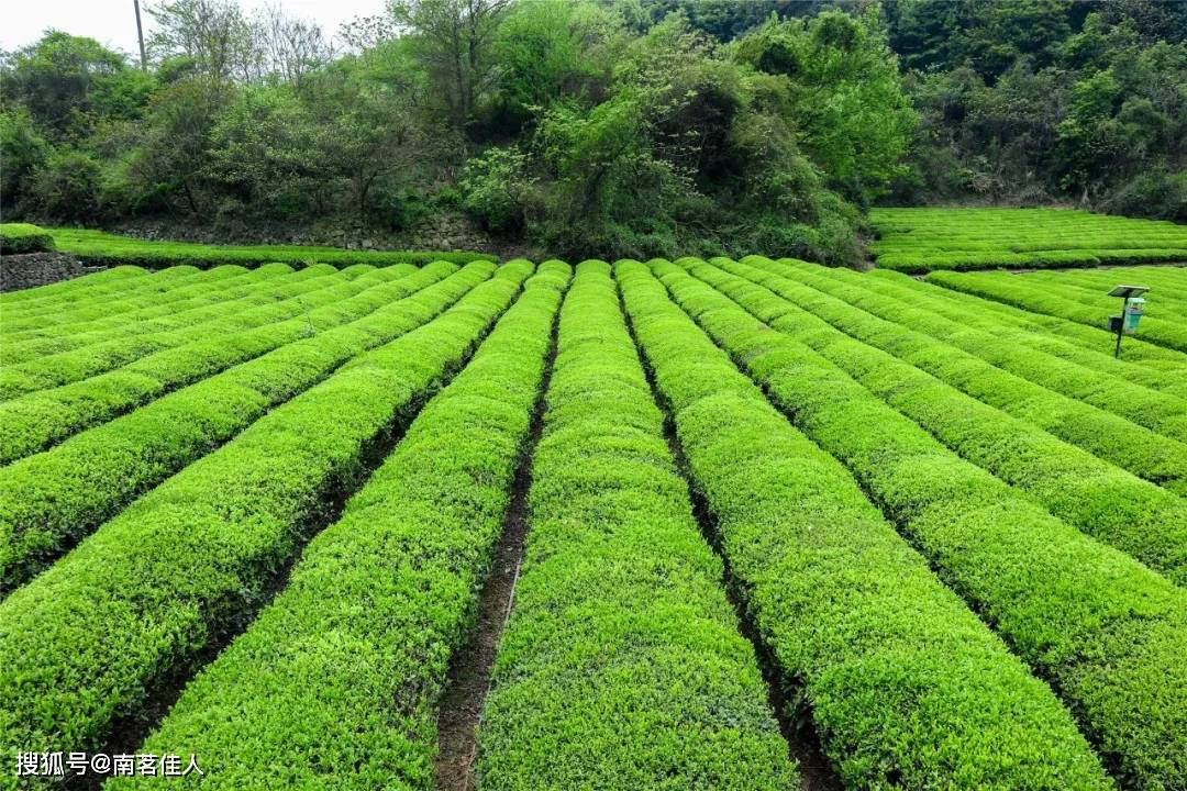 茶园|真的要一杆子打死台地茶吗？