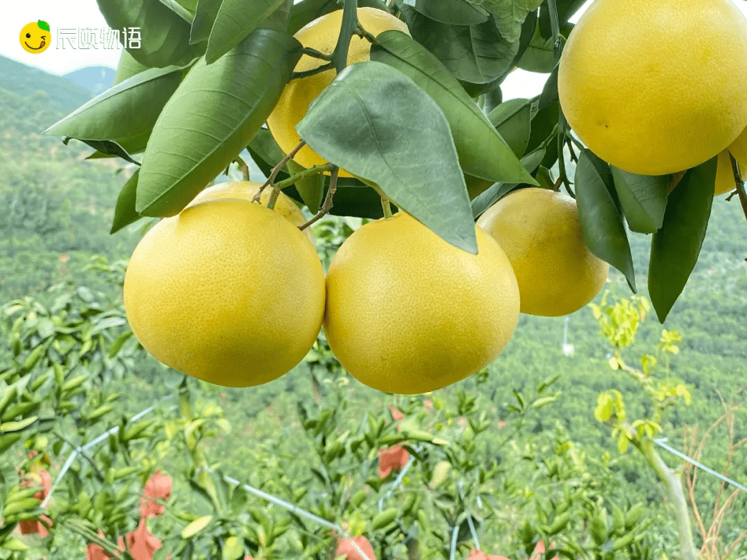 辰颐物语新品上市平和黄金葡萄柚口口爆汁柚惑难挡