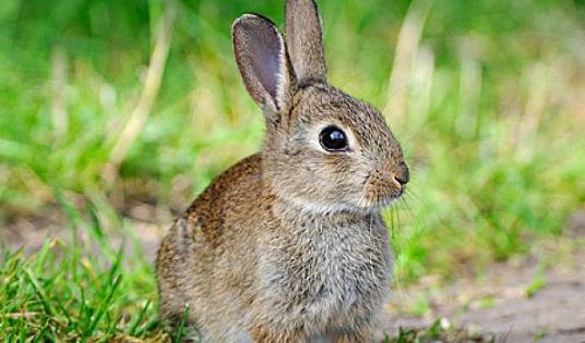 兔子的视力好不好 18fca9be19bf4955b237bebe29299f29.jpeg