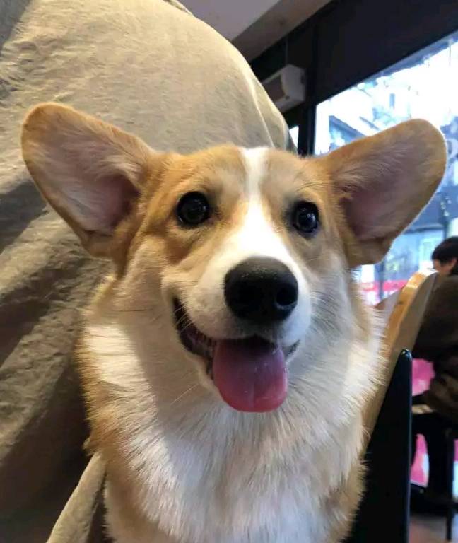 带着网友懒得做饭了，带柯基去餐厅吃饭，柯基根本坐不住！