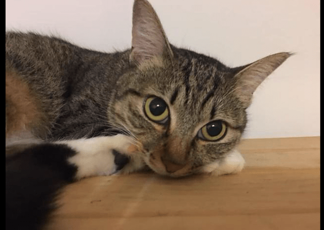 因为怀孕流浪猫主动示好男子，被收养后肚子却越变越小，原来被套路了