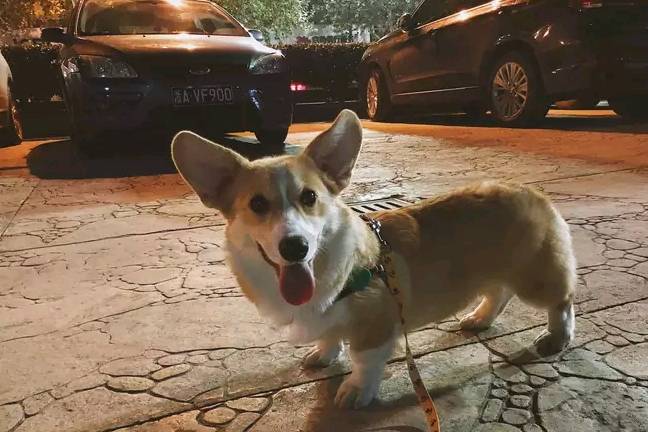 带着网友懒得做饭了，带柯基去餐厅吃饭，柯基根本坐不住！