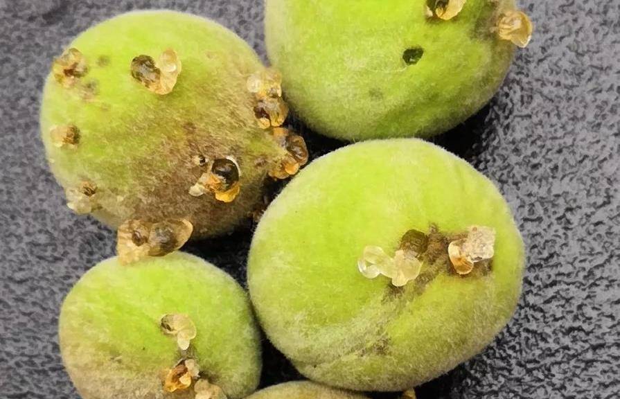 桃树表面流胶是咋回事,如何进行科学的防治_发病率