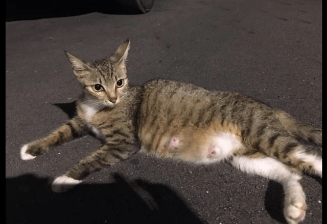 因为怀孕流浪猫主动示好男子，被收养后肚子却越变越小，原来被套路了