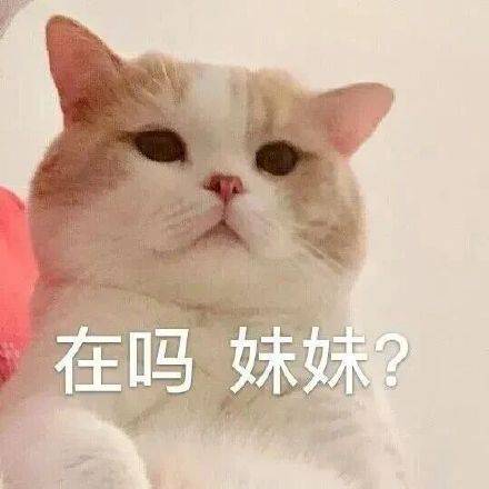 猫猫系列表情包