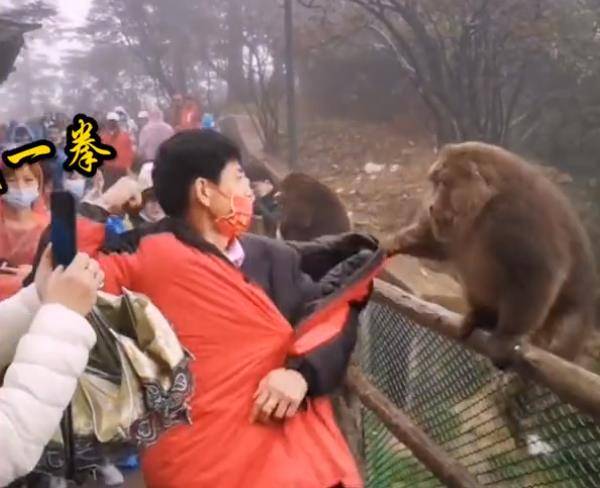 四川猴子抢游客背包被挥拳吓退，网友：说好赤手空拳，你却拿武器
