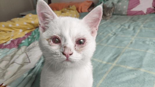猫咪为什么会得猫鼻支 有哪些症状 要怎么治疗 分泌物 全网搜