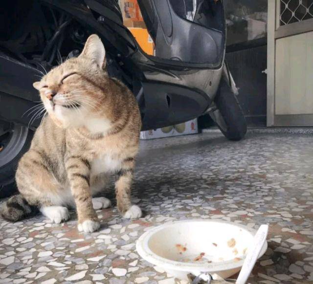 猫咪小猫因吃不饱，竟然讹上人类女孩，自己混熟后，再带不同小弟上门