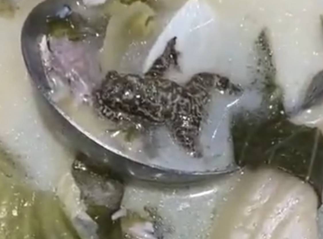 苏州女子吃酸菜鱼竟吃出一整只癞蛤蟆,店方解释:可能是被鱼吞食