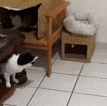 消息资讯飞基？贪吃柯基偷吃奶酪原地起飞，狗：到底是哪个环节出了问题？