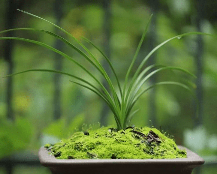 青苔与兰花的关系 是相辅相成 人为简易生态循环系统 作用明显 环境