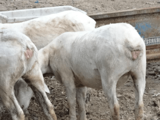 原创母羊产死胎是什么原因导致的为什么羊总是产死胎原因在这里