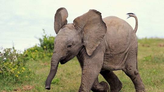 大象的天敌是谁，大象有天敌吗