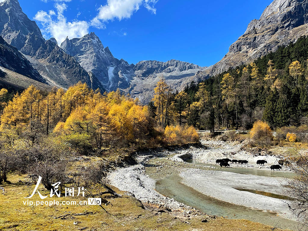 游人如织|四川理县：毕棚沟秋色如画