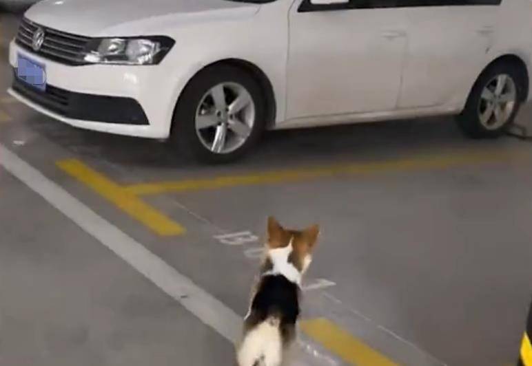 崩溃狗嫌家贫!山东一狗子蹲保时捷前等开门,主人崩溃:咱家是大众