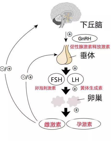 继发性闭经是指正常月经建立后月经停止6个月,或按自身原有月经周期