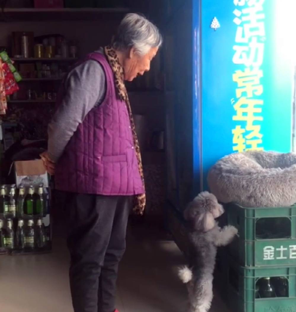 小区|小卖部泰迪不让顾客买零食,奶奶:人家给你送钱来了,你还咬人家