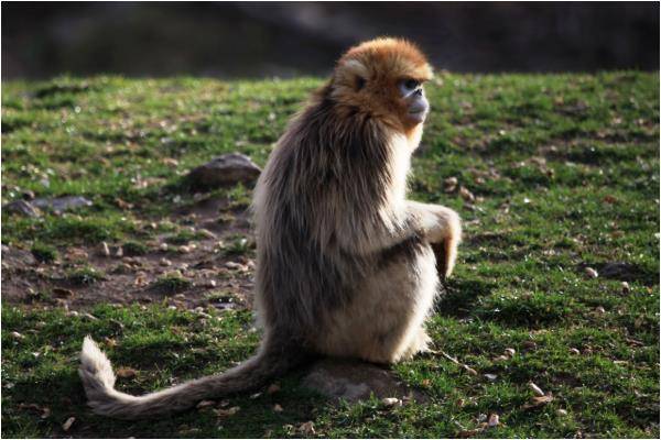 土猴少年运势辛苦,宜专习一门技能才可出人头地,等中年之后,会得到
