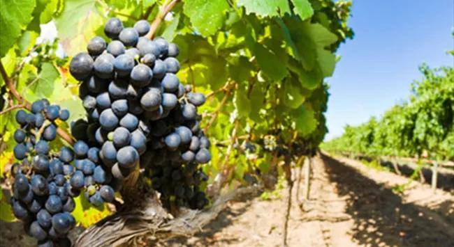 产地|农业品牌价值四层级,你的品牌处在什么位置?