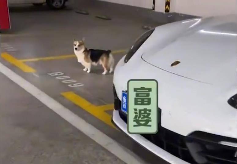 崩溃狗嫌家贫!山东一狗子蹲保时捷前等开门,主人崩溃:咱家是大众