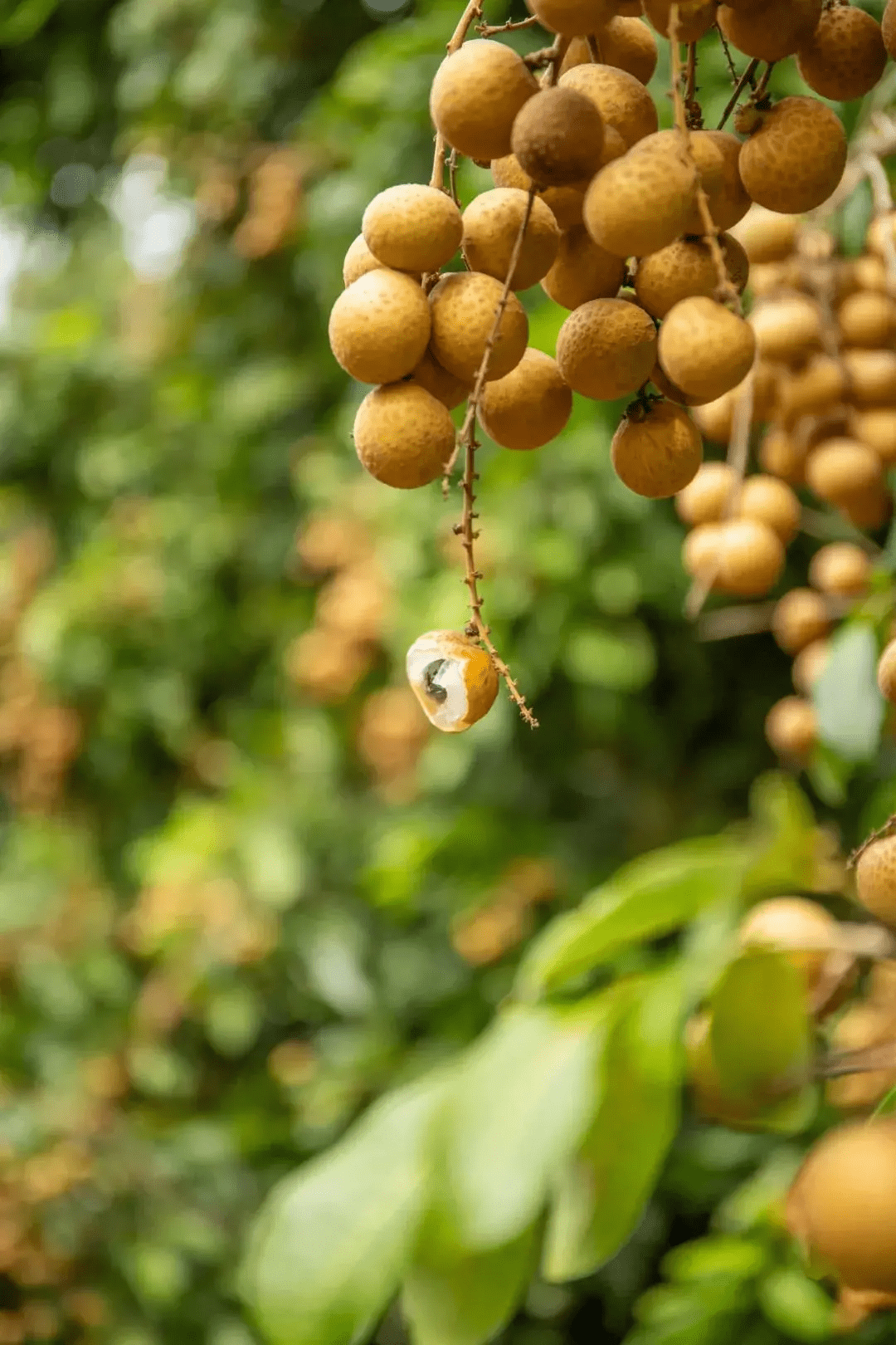 辰颐物语泰国金标龙眼漂洋过海甜到你心坎儿