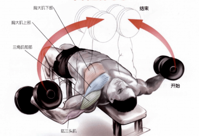 從上練到下最全胸肌訓練動作合集