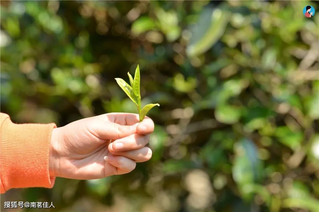 环境|台地茶、生态茶、荒地茶、高山茶、森林茶，到底是什么？