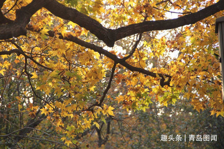 秋风起，遍地落叶黄！青岛八大关进入最美赏秋时节