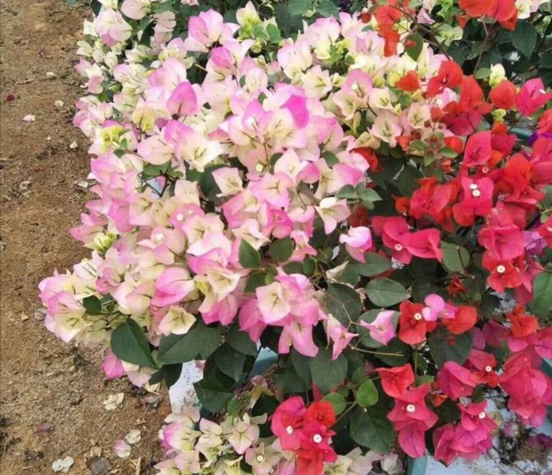 4种花很怕冷 冬天别放外面越冬 否则容易冻坏 植株