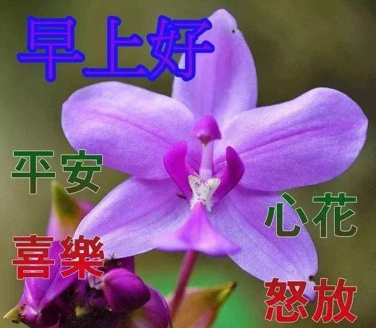 原創10月28日清晨問候大家早上好的漂亮鮮花圖片早上好溫馨祝福語錄