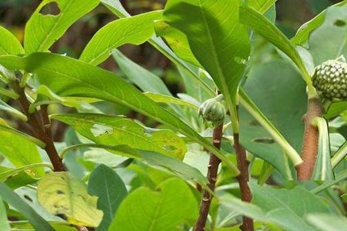 致病|2型糖尿病的致病因素有哪些呢？6种天然食物有助于控制病情