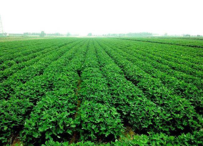 为什么叫 落花生 子房